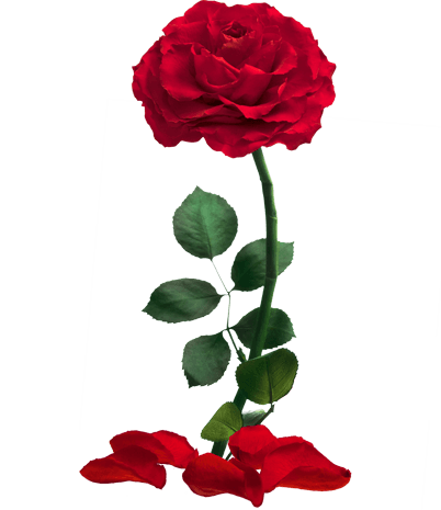 Розы в колбе в Молдове